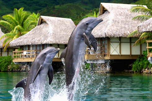 Intercontinental Moorea 3