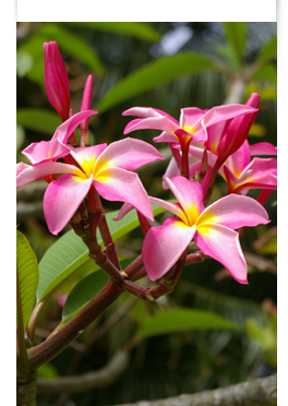 Frangipani -(c) Th.Fehr